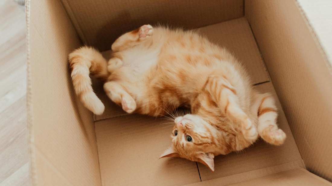 Unraveling the Mystery: How Science Proves Cats' Affection for Imaginary Boxes